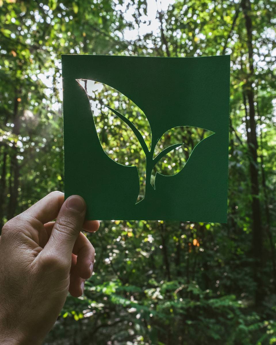 En hand håller upp ett grönt papper med utklipp som ett blad mot en grön skog. Men ser skogen genom urklippet i pappret som ett fotografi.